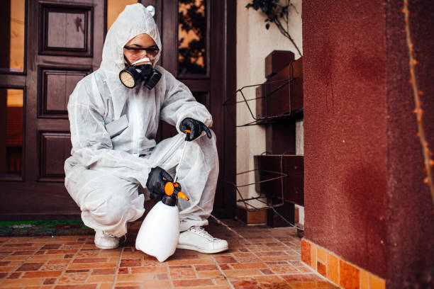 Reliable Wasp Removal contractor in New Orleans, LA by Show Me Pest Control